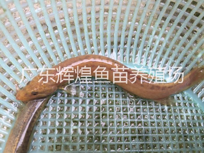 辉煌鱼苗供应个体大产量高台湾泥鳅批发