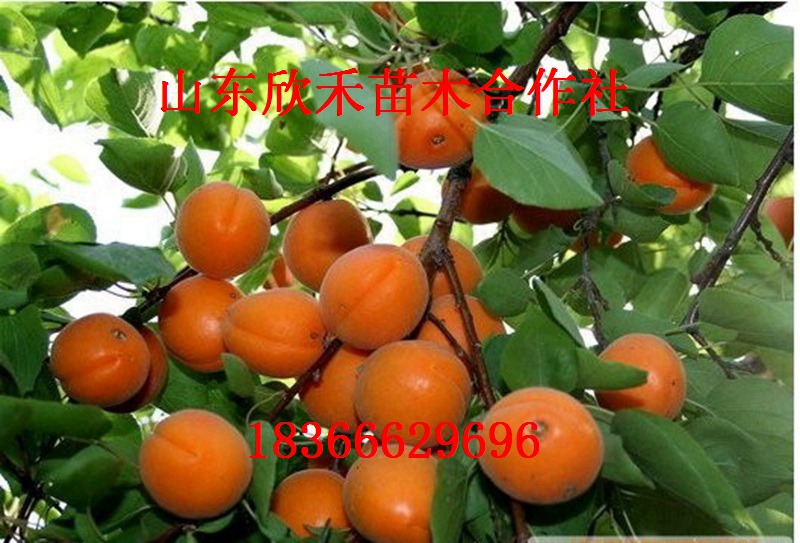 泰安市玛瑙杏杏树苗厂家玛瑙杏杏树苗 杏树苗新品种 杏树树苗