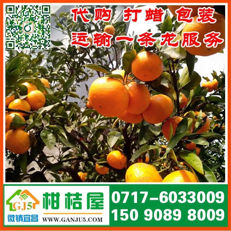 湖北宜昌柑桔屋销售合作社是长沙红星柑橘市场供应商 宜昌柑橘批发价格