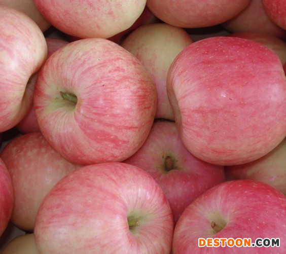 供应用于食用的美八苹果