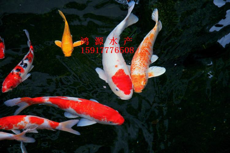供应用于水产养殖的广东惠州日本锦鲤批发价格