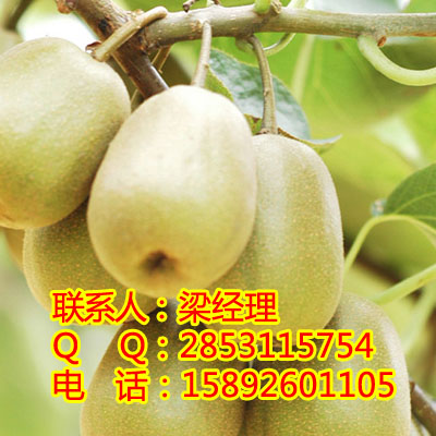 供应用于果树的贵州猕猴桃苗基地，贵州猕猴桃一亩