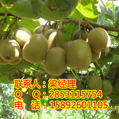 供应用于果树的贵州良种猕猴桃，贵州猕猴桃产量图片