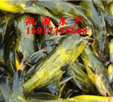 供应用于的惠州黄骨鱼苗批发，惠州黄骨鱼价格养殖本鱼苗场提供养殖技术和鱼病防治欢迎致电：15977176508