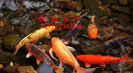供应用于水产养殖的广东日本锦鲤养殖批发，惠州.博罗县日本锦鲤