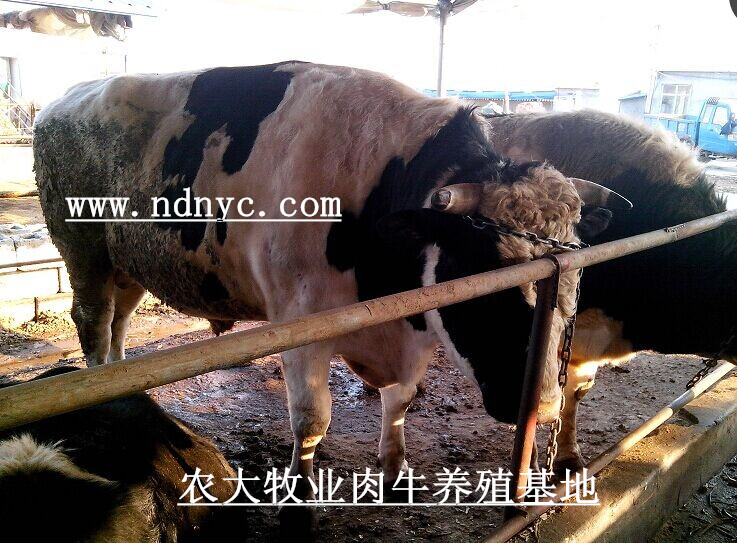 西门塔尔牛养殖效益山东农大牧业肉牛养殖场