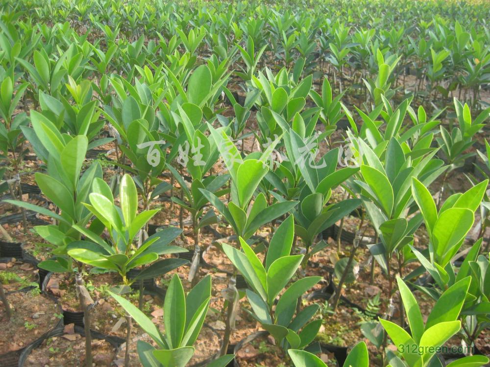 供应用于绿化种植的红山茶中苗幼苗成树20-150cm图片