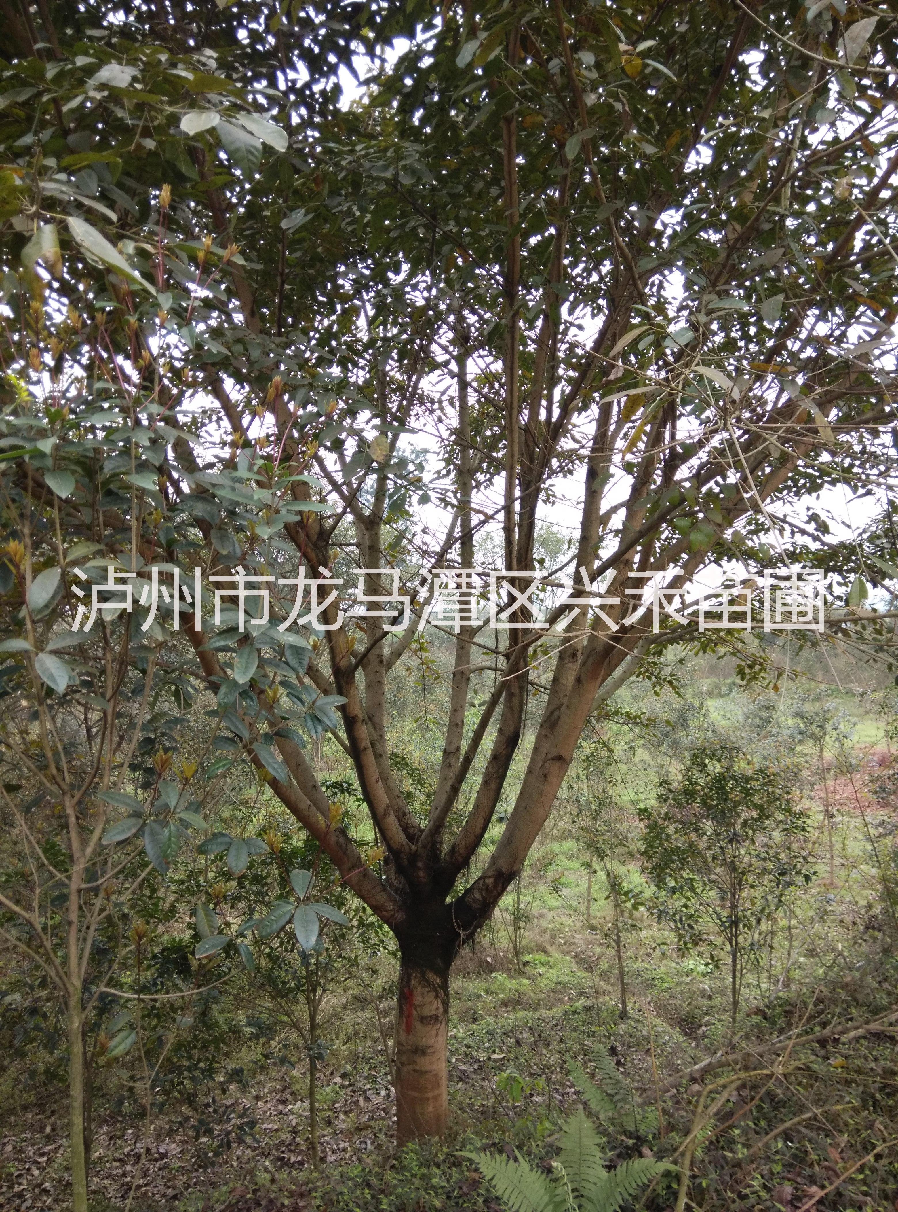 供应供应四川地区1-50公分黄葛树大叶榕图片