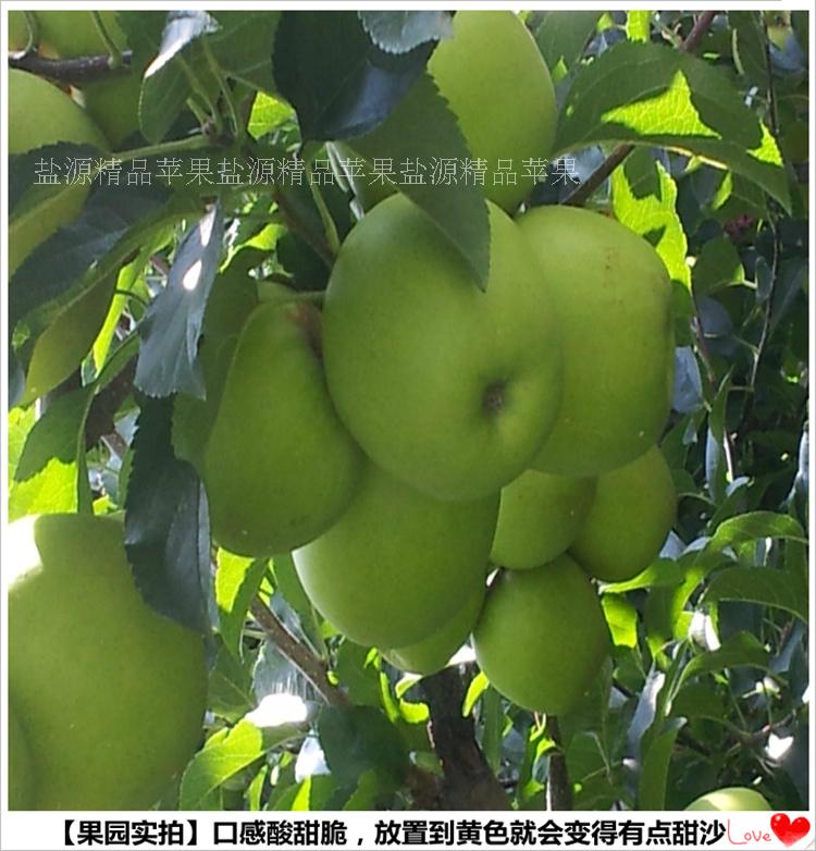 纯天然无污染盐源金帅苹果