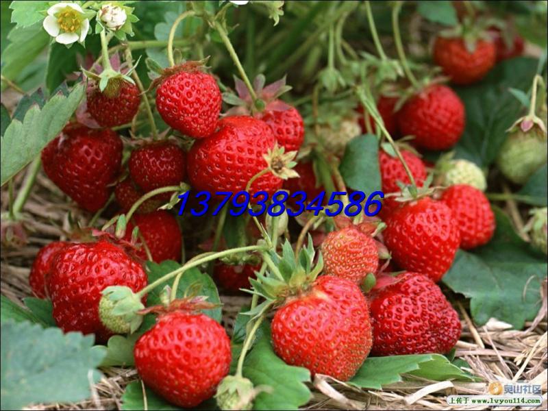 基地直销大小规格草莓苗 四季草莓批发