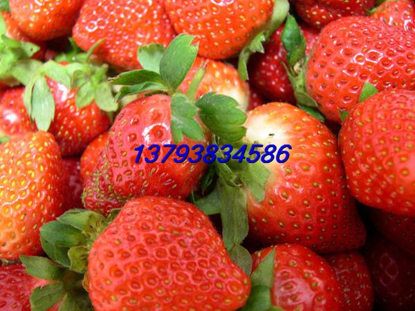 草莓果树苗全国低价批发章姬草莓苗大棚种植草莓小苗图片