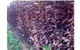 供应加拿大红樱批发-莱州欧美彩叶苗圃