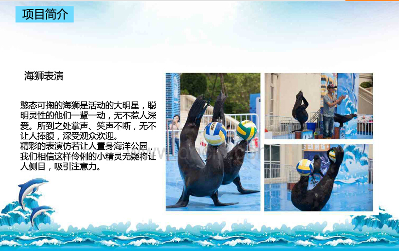 供应海洋动物海狮表演暖场出租