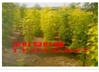 供应供应优质金叶复叶槭-欧亚彩叶苗圃