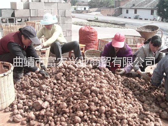 供应陕西汉中魔芋种子多少钱一吨、魔芋多少钱一吨、陕西魔芋种子、一代二代魔芋种子多少钱一吨、汉中魔芋种子多少钱