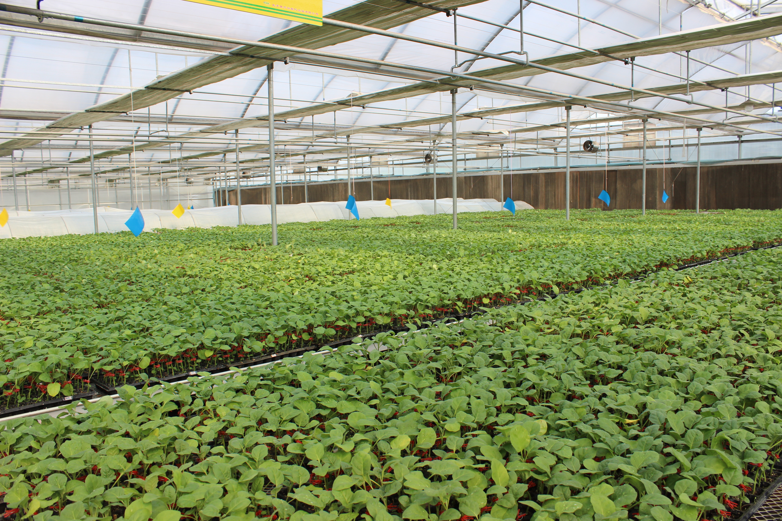 温室大棚造价山东豪达瑞科种植生产智能连栋玻璃温室图片