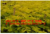 供应金叶复叶槭批发-莱州欧美彩叶苗圃