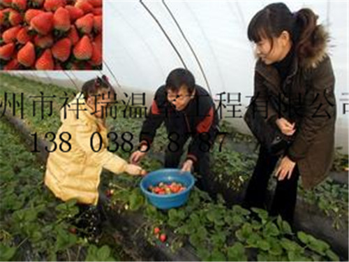 开封食用菌大棚骨架郑州草莓钢架大棚搭建技术图片