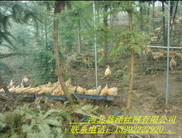 广西哪有卖散养鸡铁丝网的/优质防腐散养鸭铁丝网/铁丝网价格图片