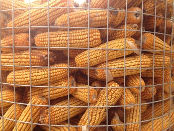 供应圈玉米网