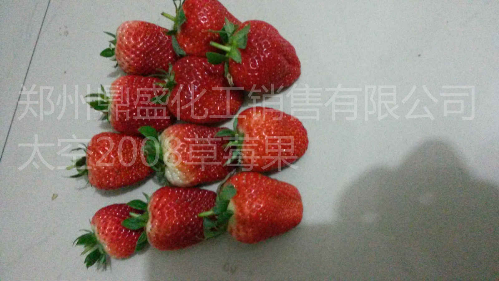 供应草莓新品种耐运输耐储存抗病草莓苗