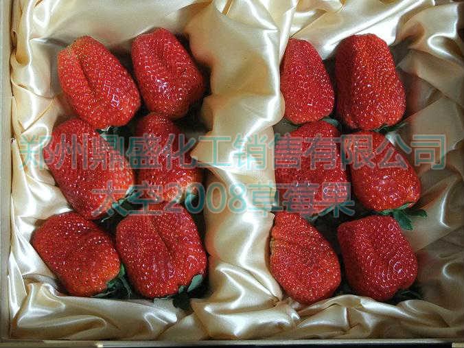 供应太空草莓苗预定2008新品种增产早熟