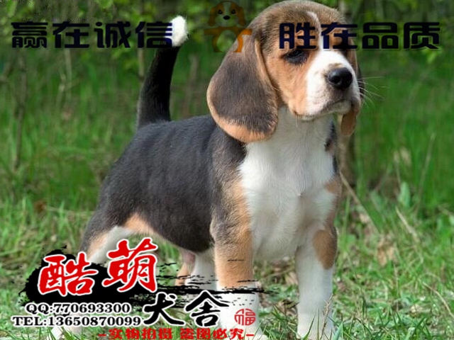 聪明纯种比格防暴犬 骨架大品相佳批发