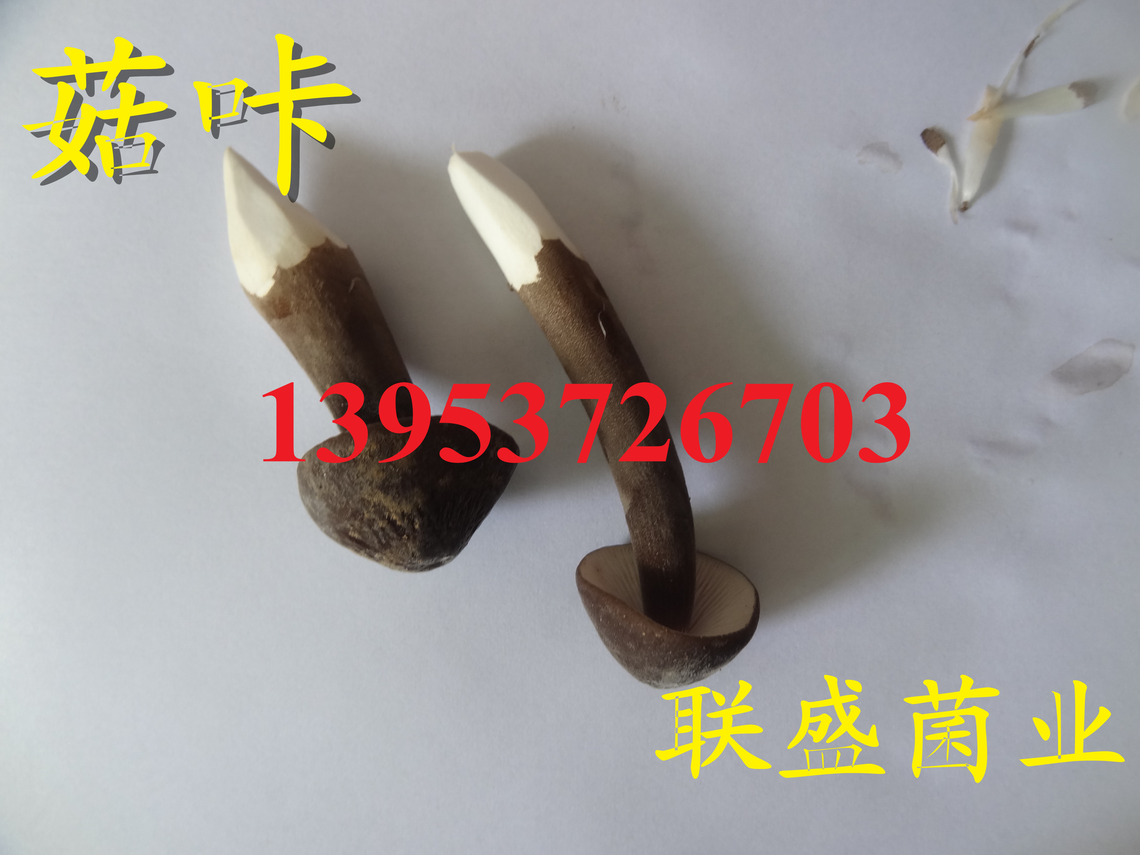 供应黑皮鸡枞菌厂家批发礼盒