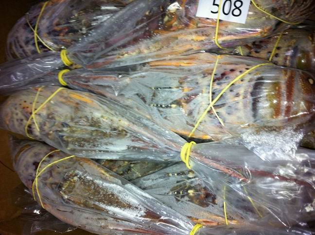 澳洲龙虾澳洲龙虾价格 澳洲龙虾报价 澳洲龙虾供应商