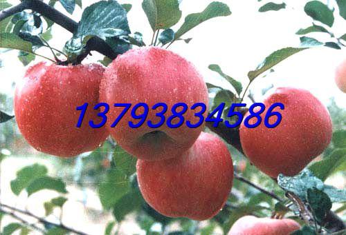 大量订购抗病高产苹果苗优质苹果苗木润太一号柱状苹果树苗图片