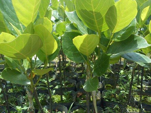 惠州市树菠萝厂家优质树菠萝苗马来西亚一号菠萝蜜树苗根系好易成活基地发货