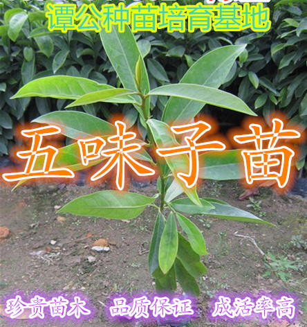 广东五月茶小苗 惠州1米高五月茶袋苗销售 五月茶树苗 五月茶苗图片