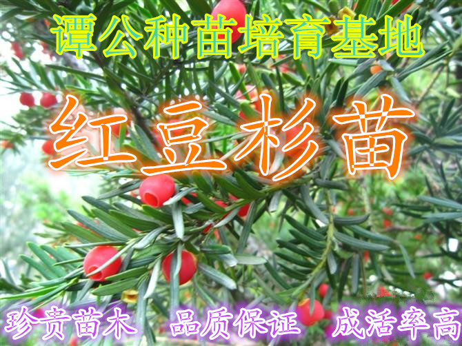 红豆杉 广东惠州批发出售红豆杉苗，正宗红豆杉树苗绿化苗图片