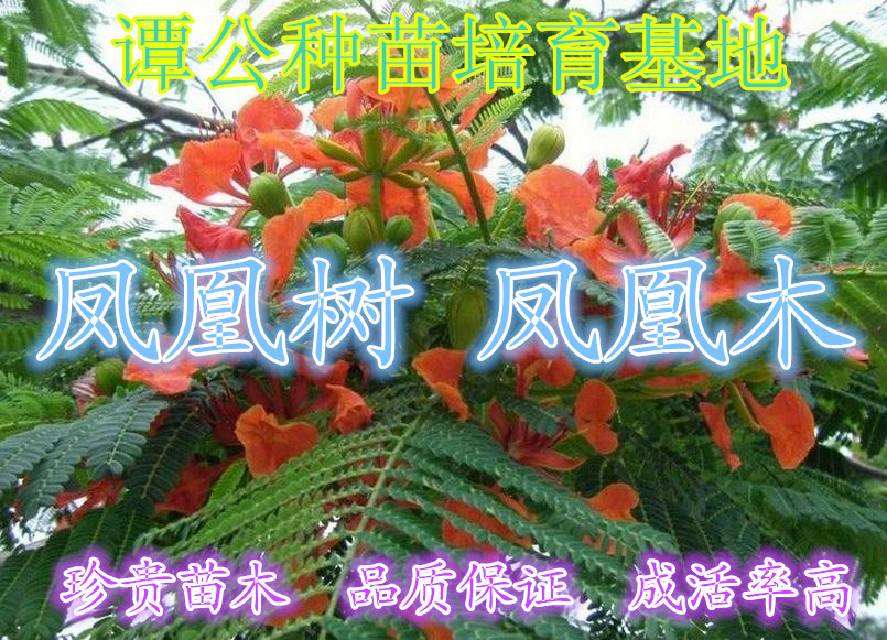 广东惠东凤凰树专业培育基地1.5米高凤凰木小苗大促销图片