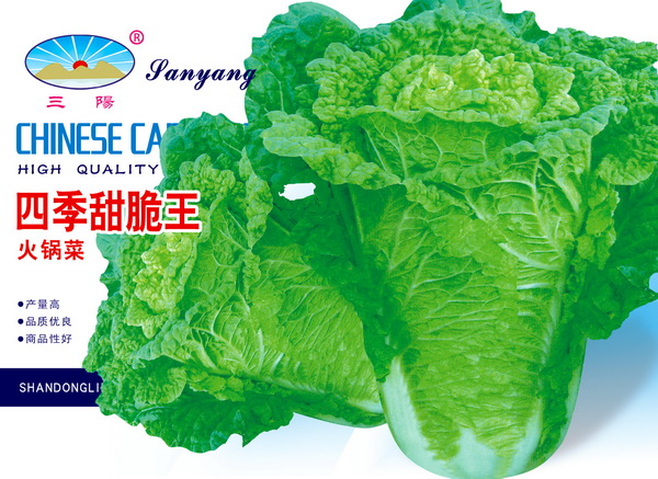 供应用于蔬菜的白菜种子、大白菜种子