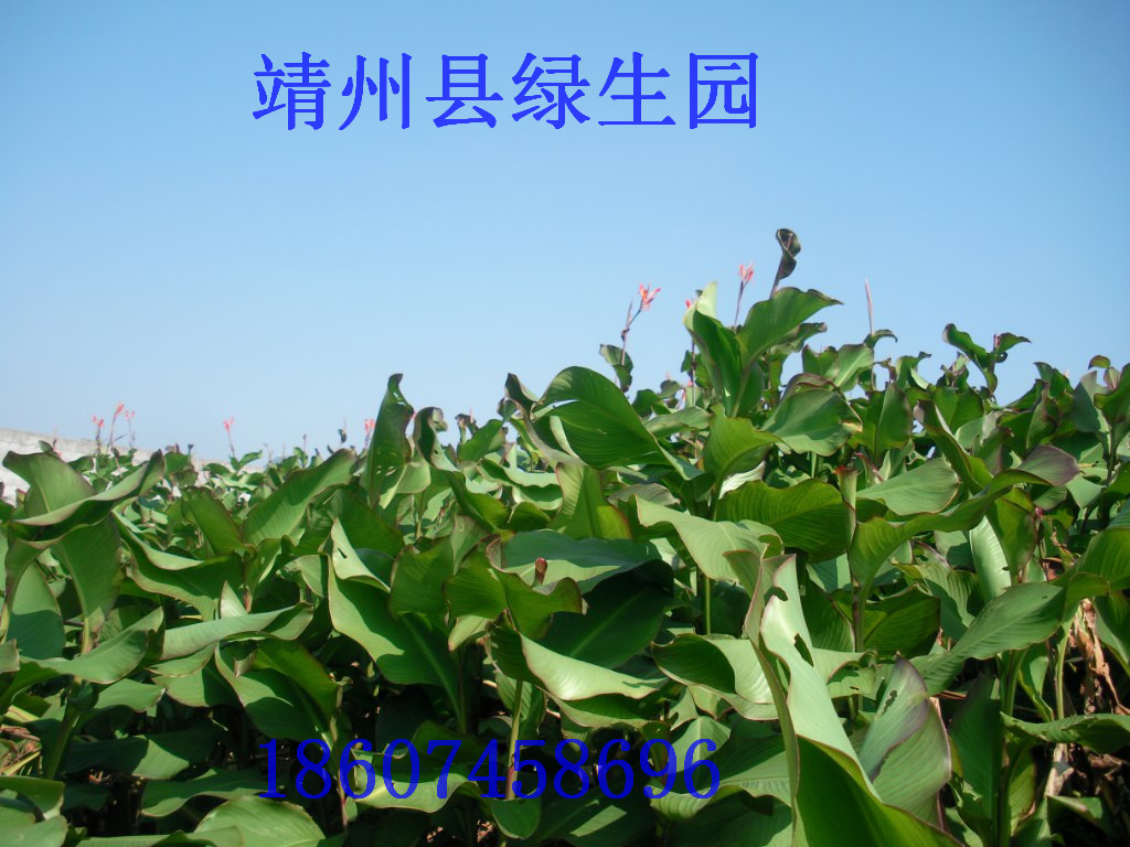 旱藕淀粉（芭蕉芋）大量出售无杂质批发