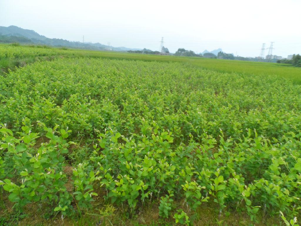 供应用于水果生产的台湾青枣苗基地，50种苗，蜜丝枣苗，蜜丝枣苗价格