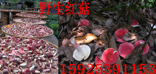 供应野生红菇干货 红菇价格 红菇作用 红菇的做法