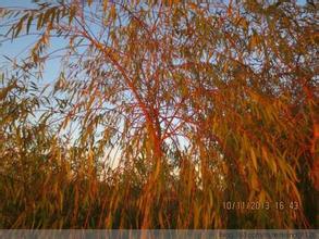 供应用于绿化|观赏的红丝垂柳容器苗 美国变色红丝垂柳