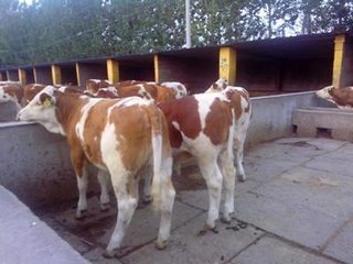 供应西门塔尔牛专业出售优质西门塔尔牛