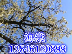 新春特供供应出售海棠.西府海棠 1-4米海棠图片