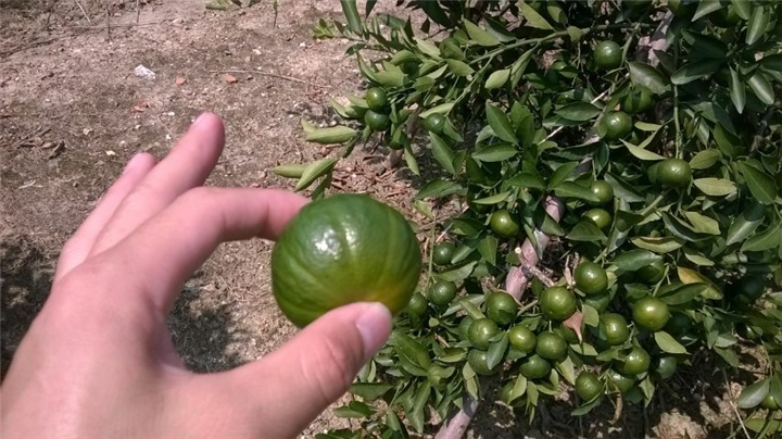 供应用于种植的桂林南瓜橘果苗