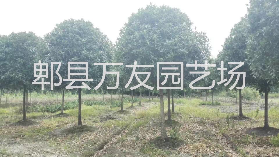 供应高杆桂花哪里便宜/高杆桂花批发