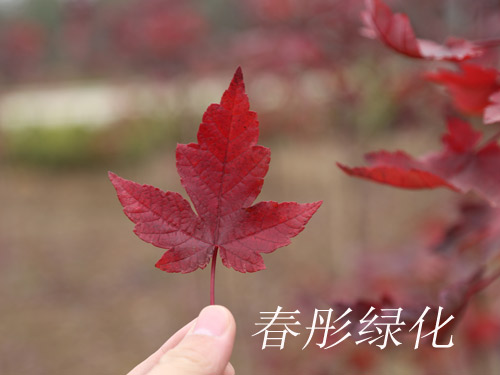 供应美国红枫改良品种红点红枫苗木
