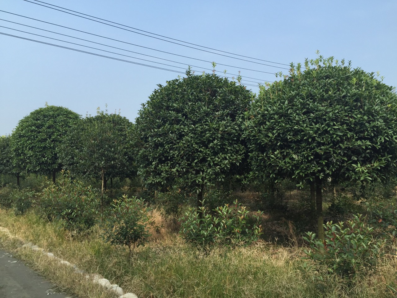 成都市成都高杆桂花价格|四川桂花批发厂家