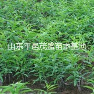 临沂市山东平邑桃苗.梨苗.核桃苗.厂家