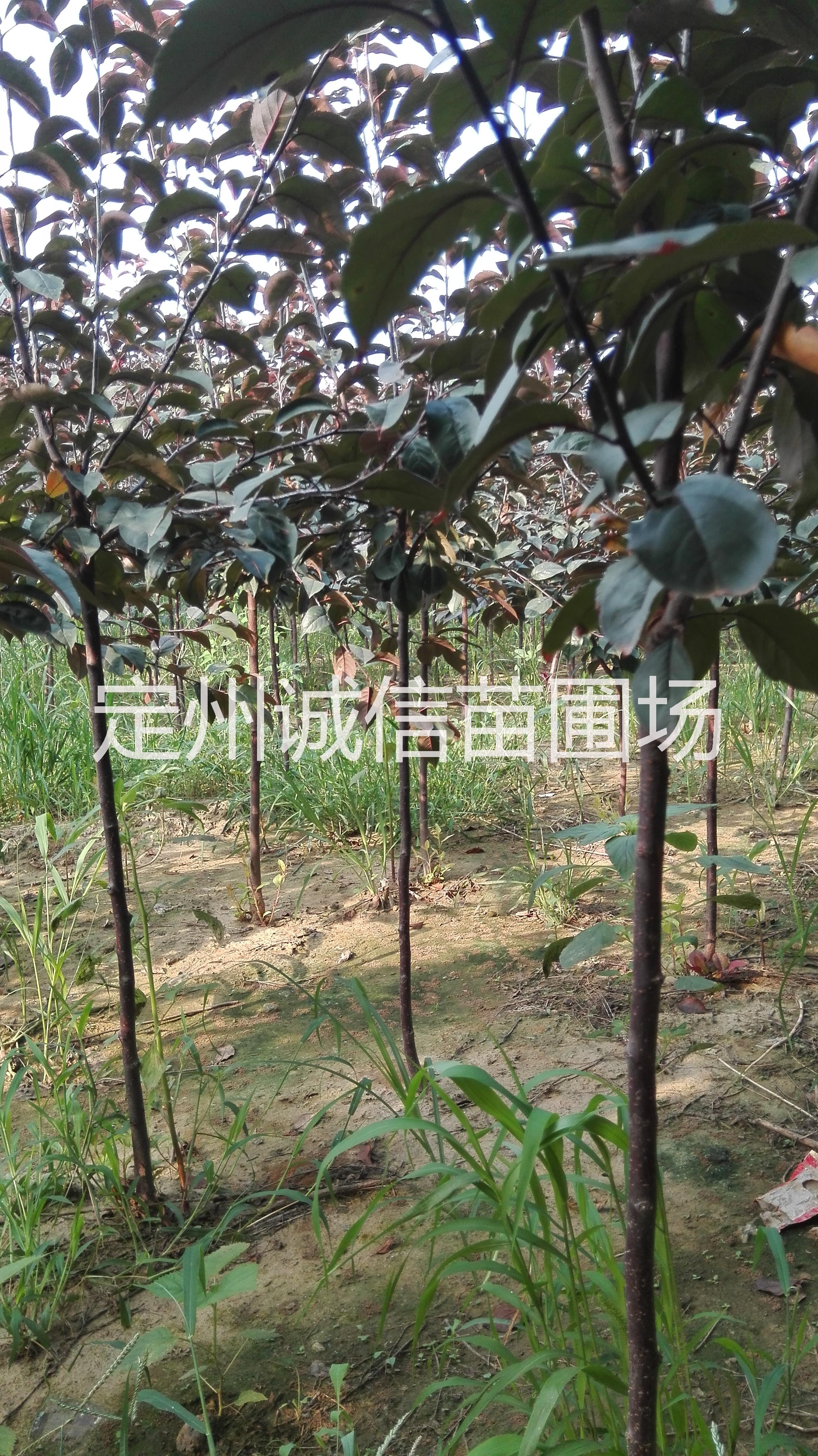 供应用于苗木绿化的紫叶李西府海棠红宝石海棠图片