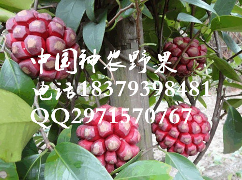 供应用于果树的特色水果布福娜长寿果