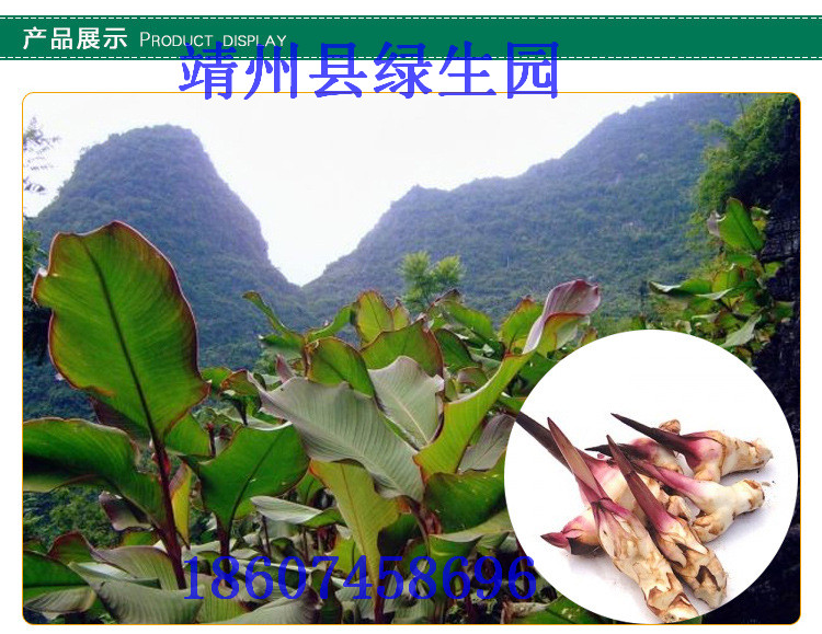 上饶市天然长寿香芋芭蕉芋（旱藕淀粉）厂家供应用于食用的天然长寿香芋芭蕉芋（旱藕淀粉）