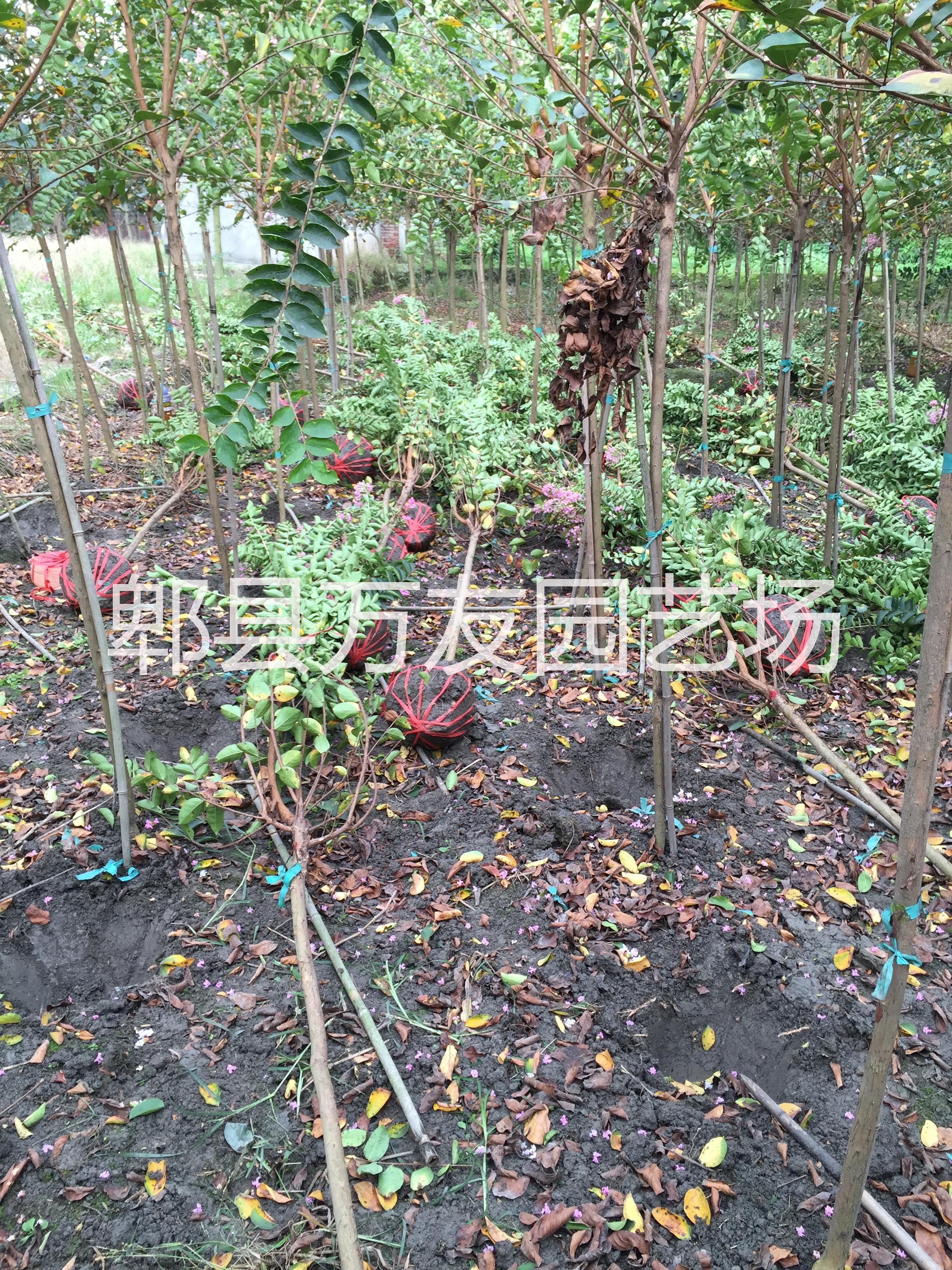 供应四川高杆大红紫薇批发/成都紫薇/成都大红花紫薇批发基地